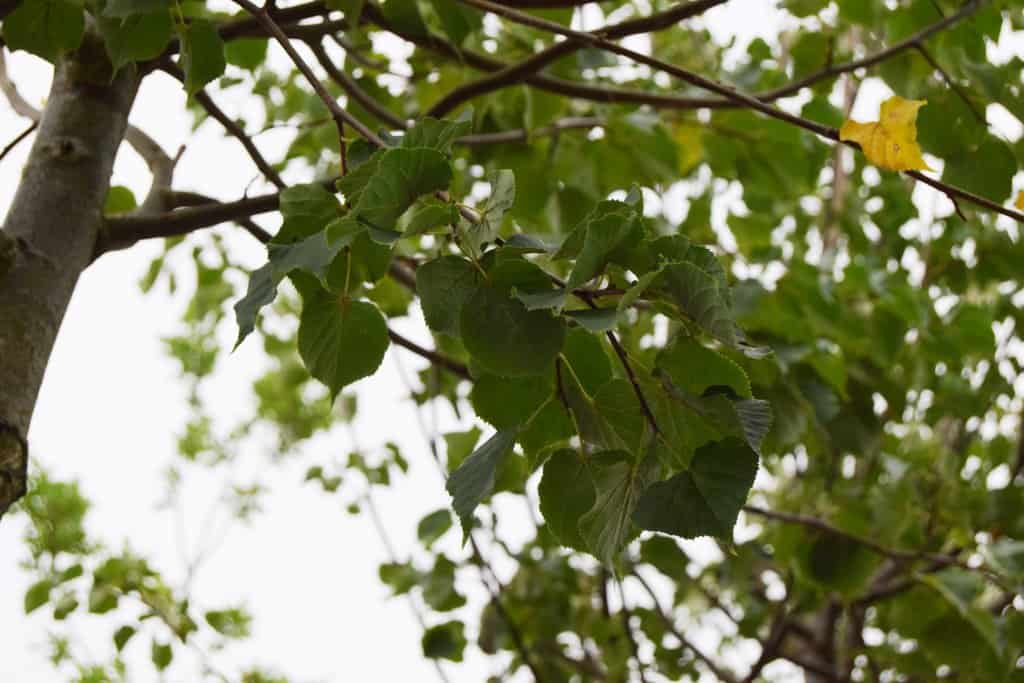 Tilia cordata 'Rancho' 18-20 EHS